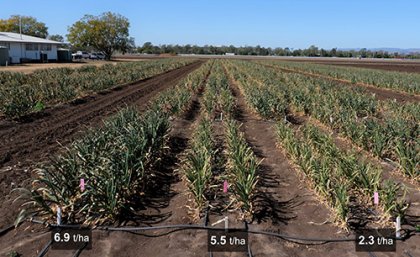 Garlic in fields, side-by-side showing different yield for each seed category. (C) Sari Nurulita Garlic in fields, side-by-side showing different yield. (C) Sari Nurulita
